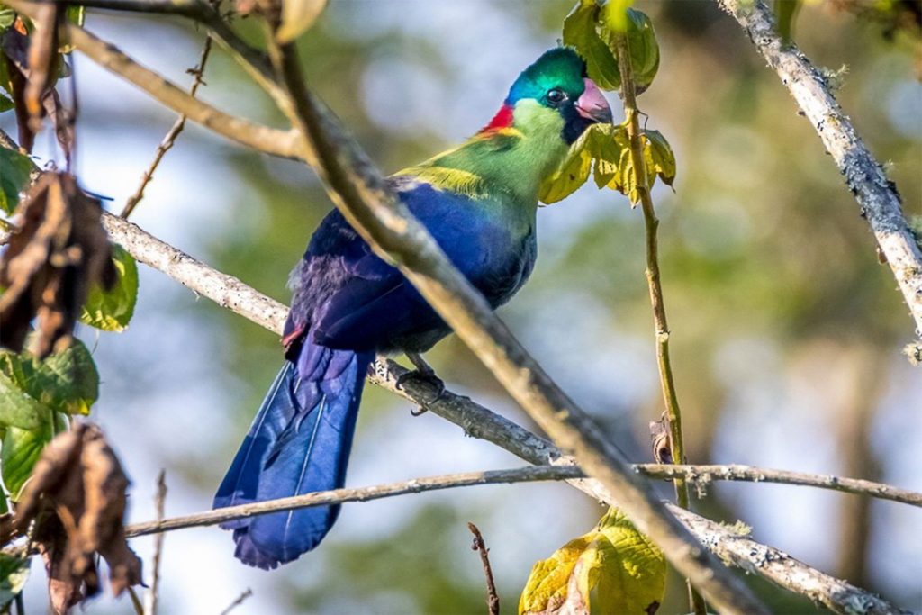 Rwenzori Turaco, part of what to see in Rwenzori Mountains National Park.