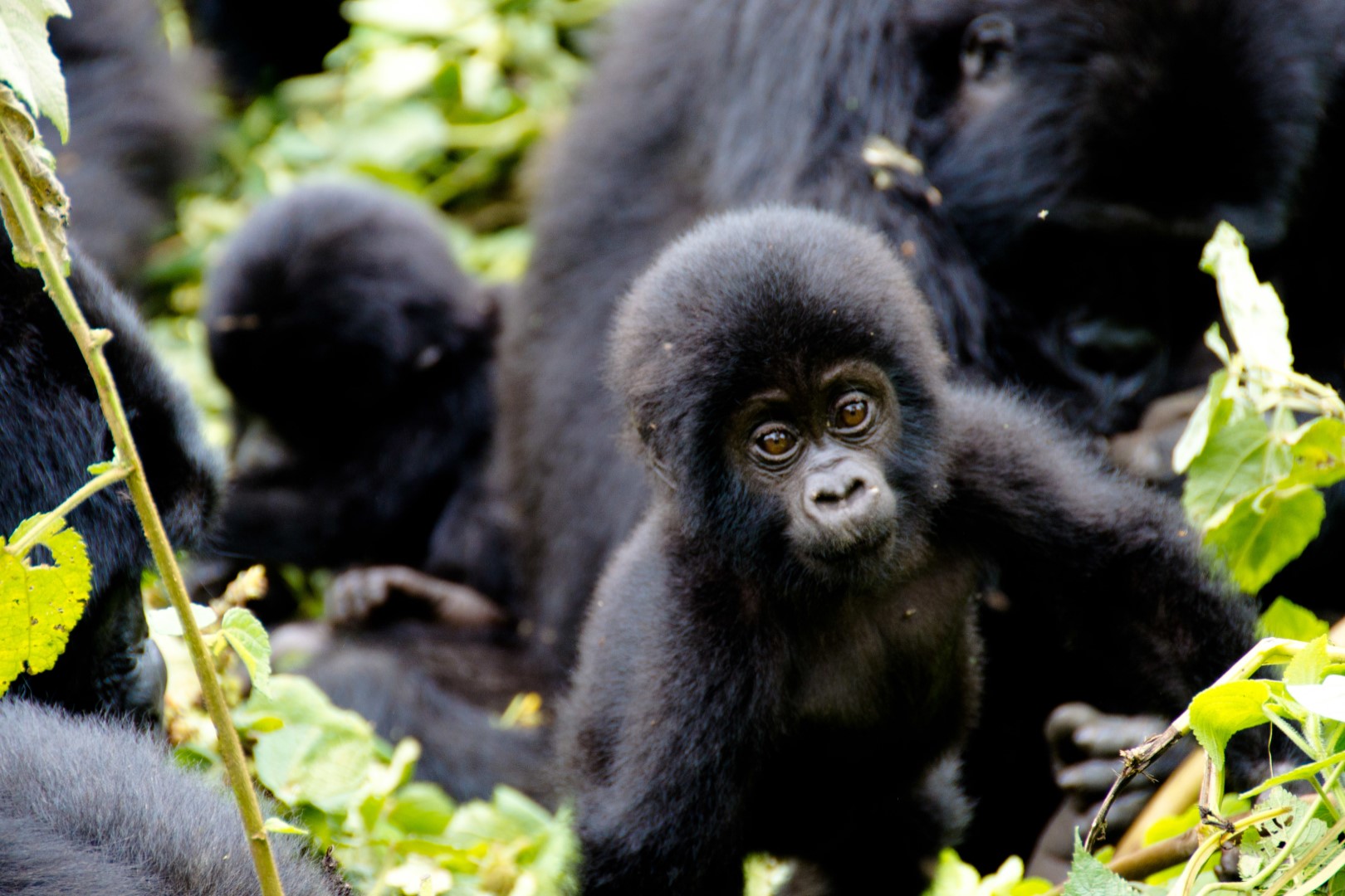 An encounter with a family mountain gorillas in Bwindi Impenetrable Forest