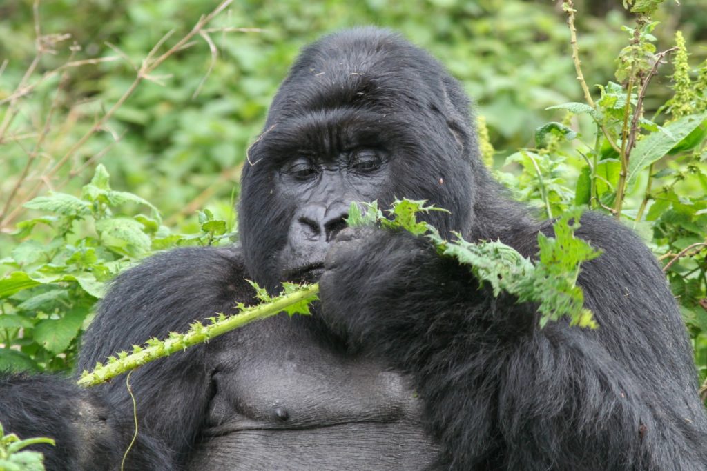 A closer view of a giant mountain gorilla