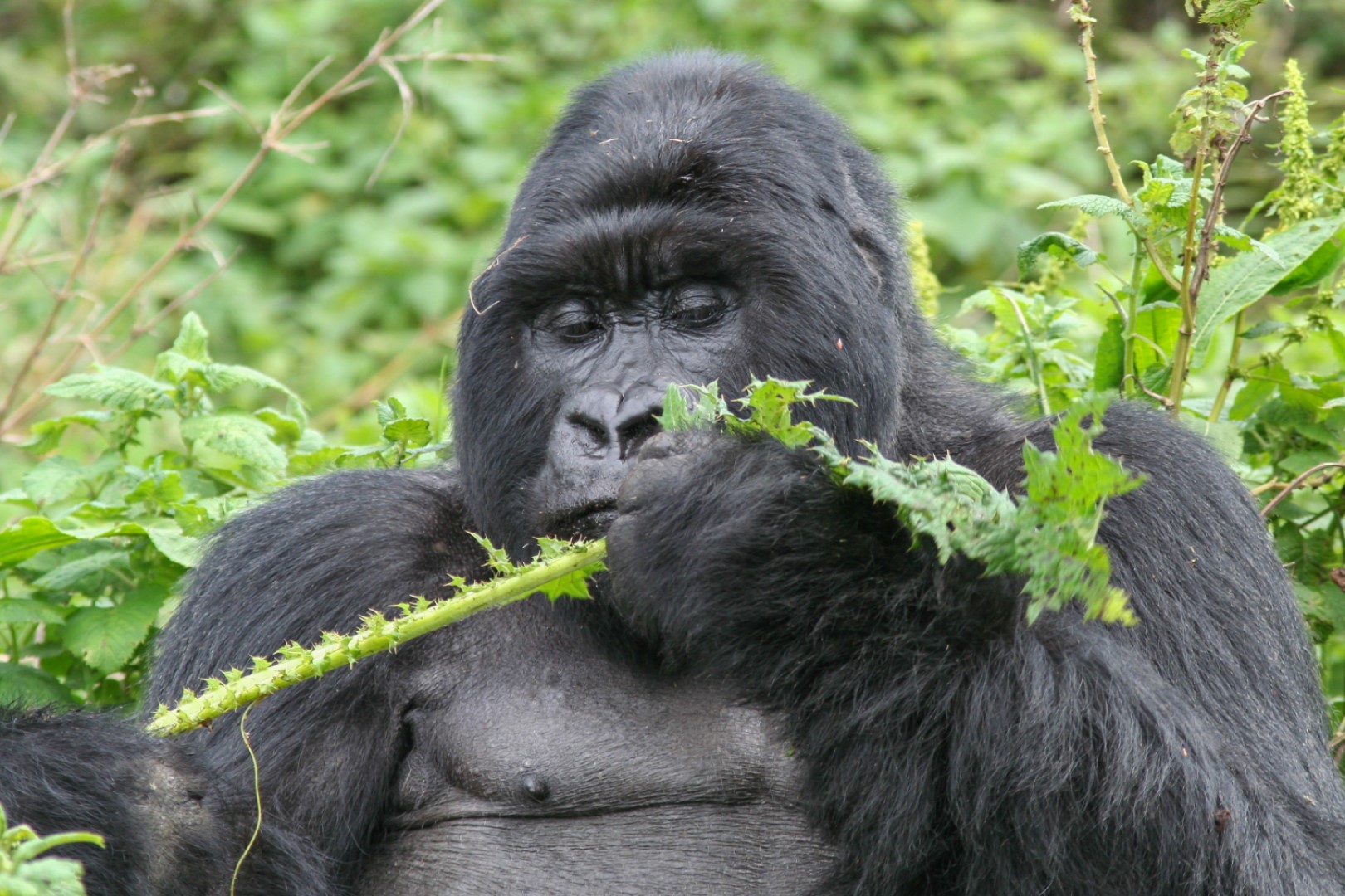 A Closer View Of A Giant Mountain Gorilla