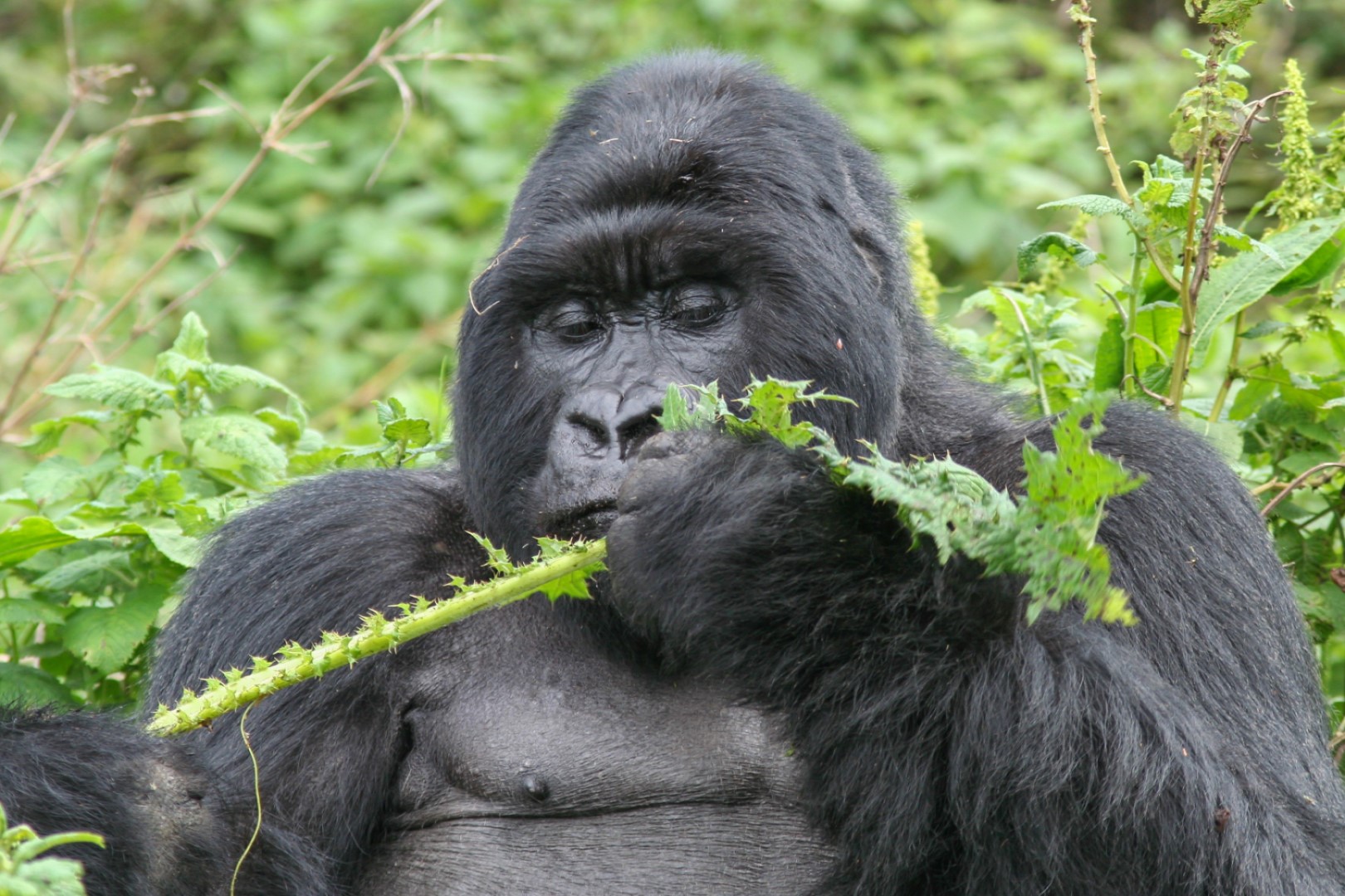 A closer view of a giant mountain gorilla