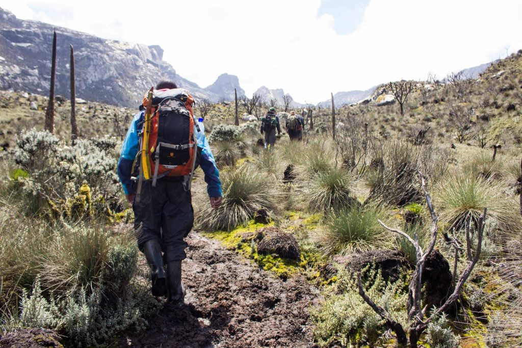 Climbers with necessary mountain hiking equipment hiking thorough the grasslands of Rwenzori mountain ranges in Rwenzori Mountain National Park.