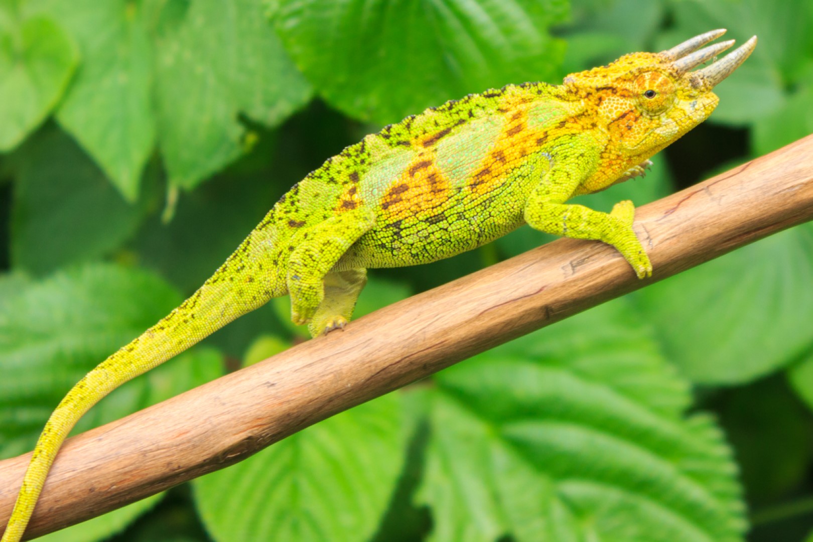 The three-horned chameleon, popularly found around Rwenzori Mountains.
