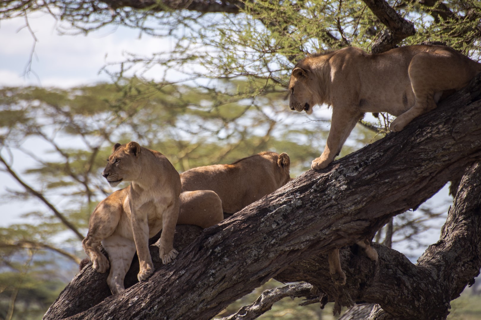 Tree climbing lions of Ishasha in Queen Elizabeth National Park