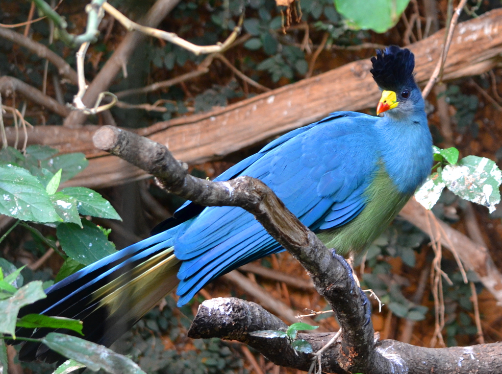 Great blue Turaco, is one of the bird species to find on your bird watching on Rwenzori Mountains National Park
