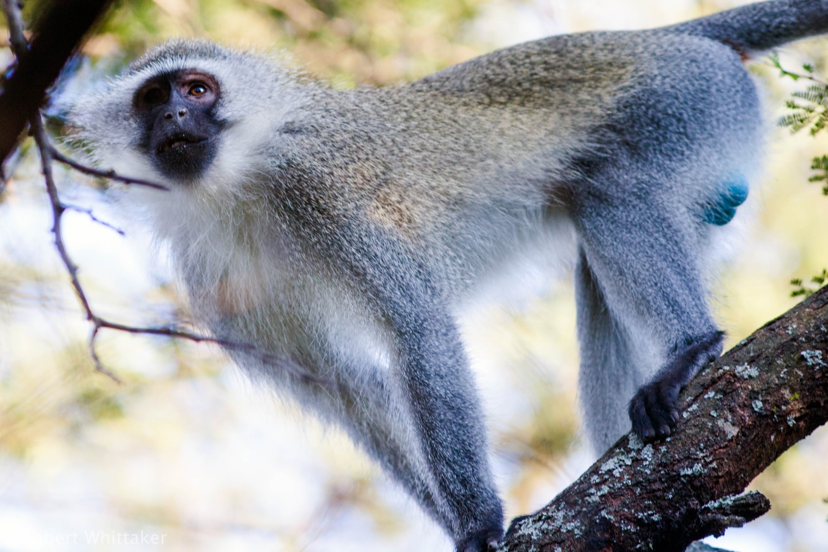 Vervet Monkeys popularly found around Rwenzori Mountains