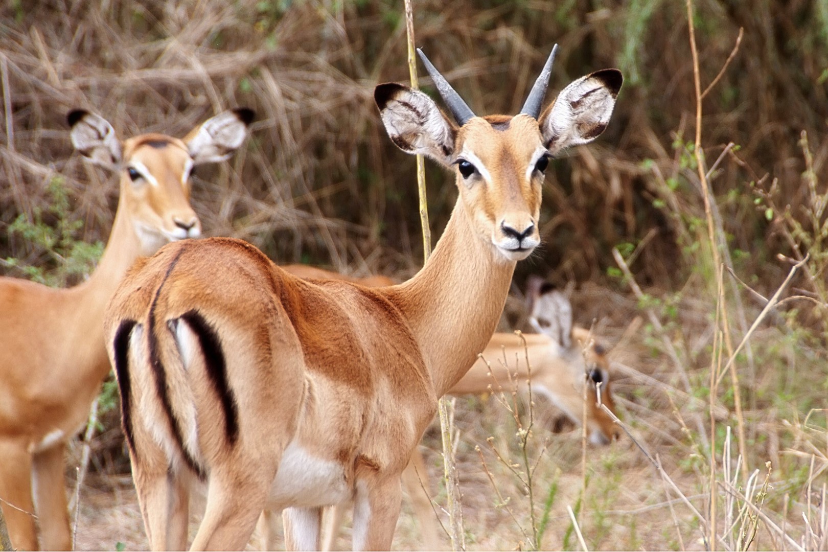 Kobs are some of the wildlife species to be found on Rwenzori Mountains