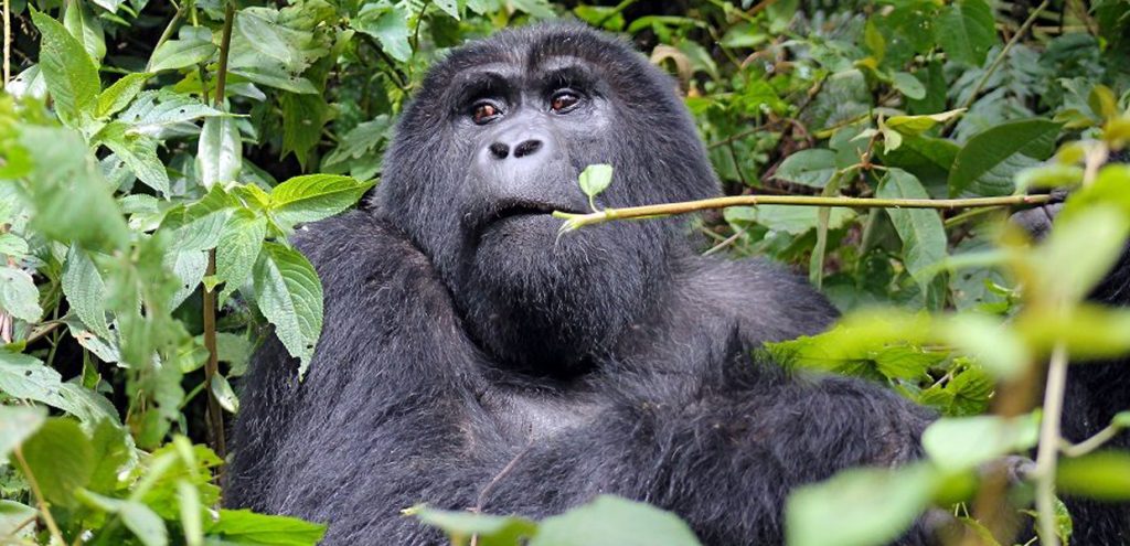 A closer look at a female mountain gorilla, one of Rwenzori Mountain Nearby Attractions