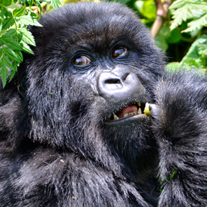 A closer view of the face of a female mountain gorilla