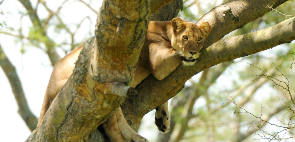 A lazy tree climbing lion in Queen Elizabeth National Park, one of Uganda National Parks